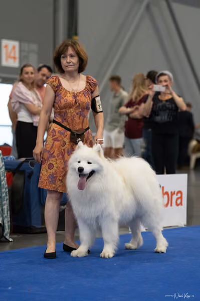 INTERCANIS Brno – Samojed