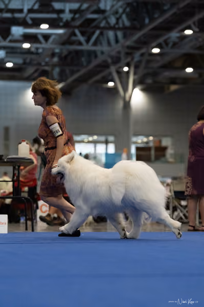 INTERCANIS Brno – Samojed
