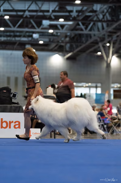 INTERCANIS Brno – Samojed