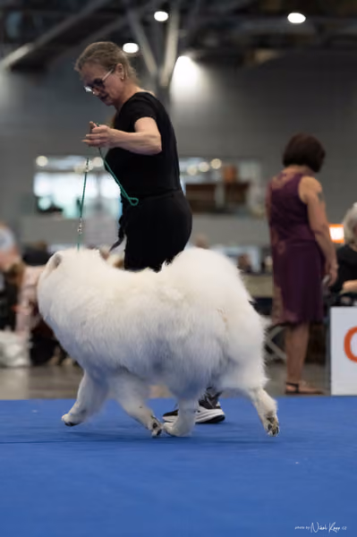 INTERCANIS Brno – Samojed