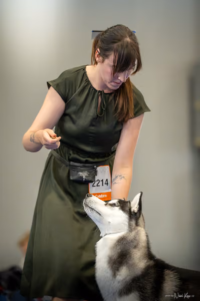 INTERCANIS Brno – Husky