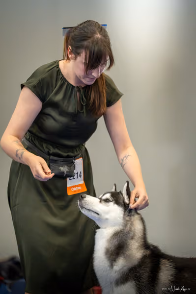 INTERCANIS Brno – Husky