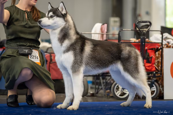 INTERCANIS Brno – Husky