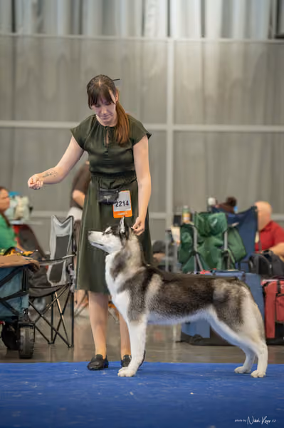 INTERCANIS Brno – Husky