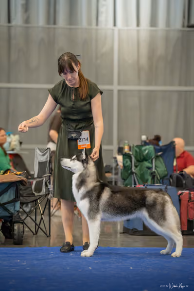 INTERCANIS Brno – Husky