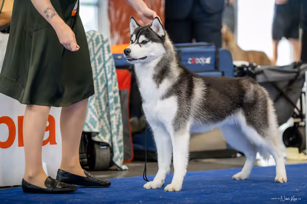 INTERCANIS Brno – Husky