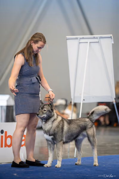 INTERCANIS Brno – Husky