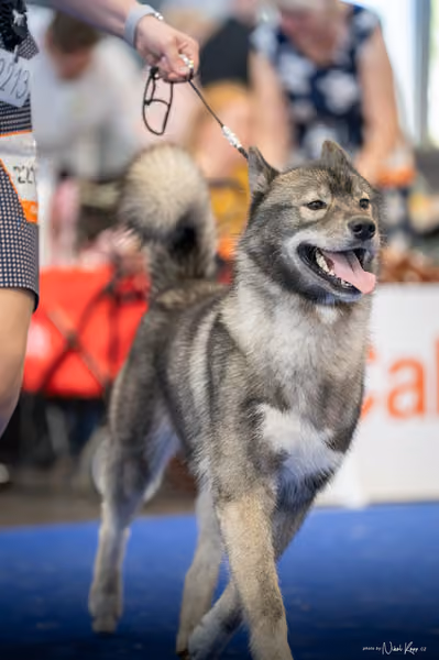INTERCANIS Brno – Husky