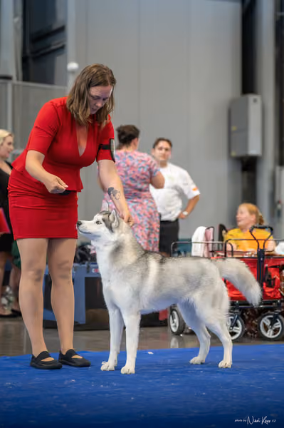 INTERCANIS Brno – Husky