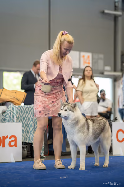 INTERCANIS Brno – Husky