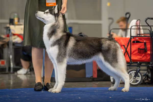 INTERCANIS Brno – Husky