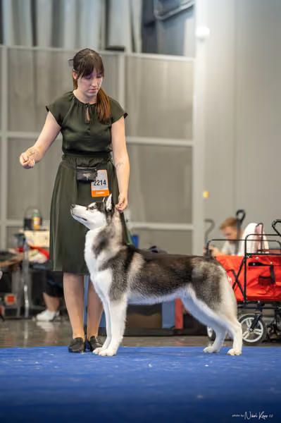 INTERCANIS Brno – Husky