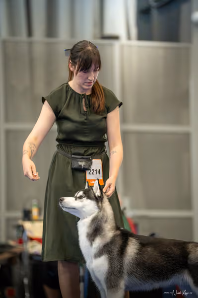 INTERCANIS Brno – Husky