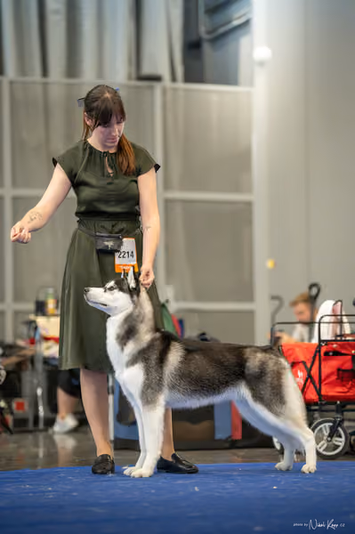 INTERCANIS Brno – Husky
