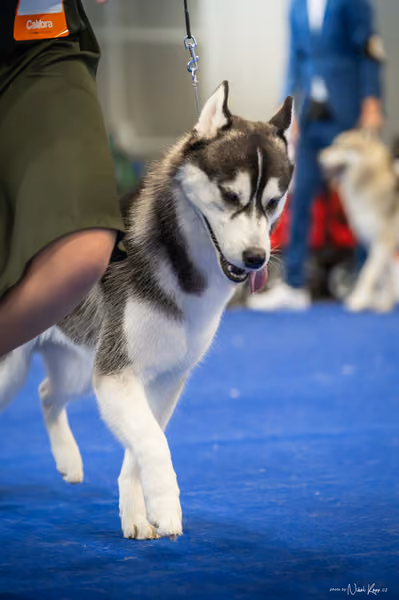 INTERCANIS Brno – Husky