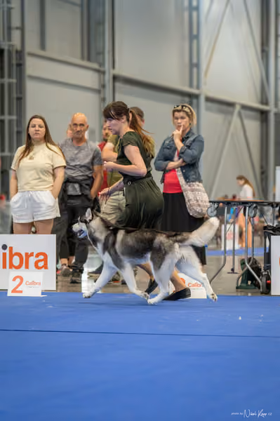 INTERCANIS Brno – Husky