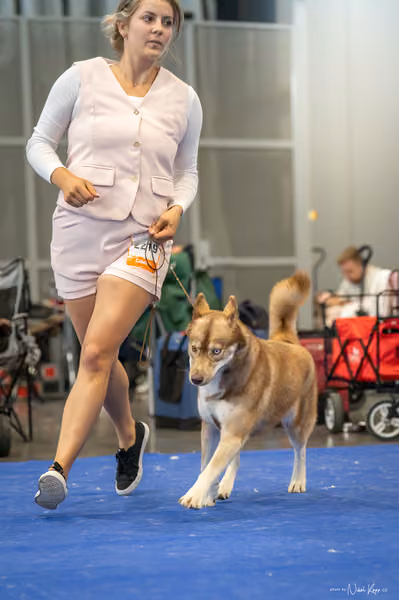 INTERCANIS Brno – Husky