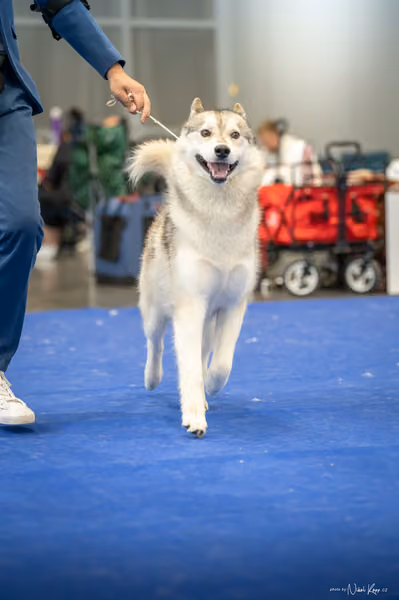 INTERCANIS Brno – Husky