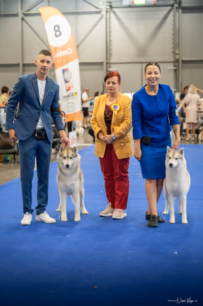 INTERCANIS Brno – Husky