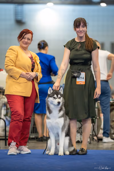 INTERCANIS Brno – Husky