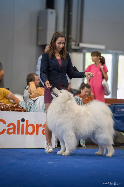 INTERCANIS Brno – Samojed