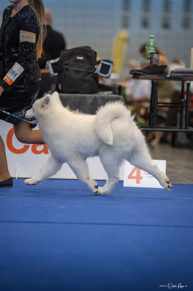 INTERCANIS Brno – Samojed