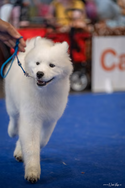 INTERCANIS Brno – Samojed