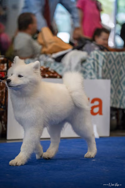 INTERCANIS Brno – Samojed