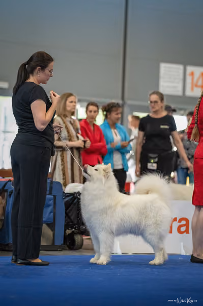 INTERCANIS Brno – Samojed