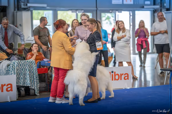 INTERCANIS Brno – Samojed
