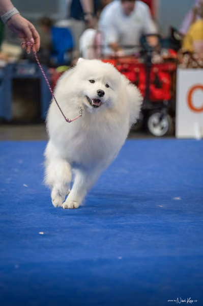 INTERCANIS Brno – Samojed