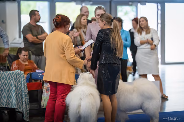 INTERCANIS Brno – Samojed