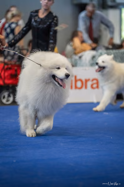INTERCANIS Brno – Samojed
