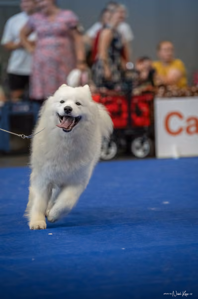 INTERCANIS Brno – Samojed