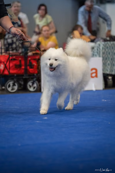 INTERCANIS Brno – Samojed