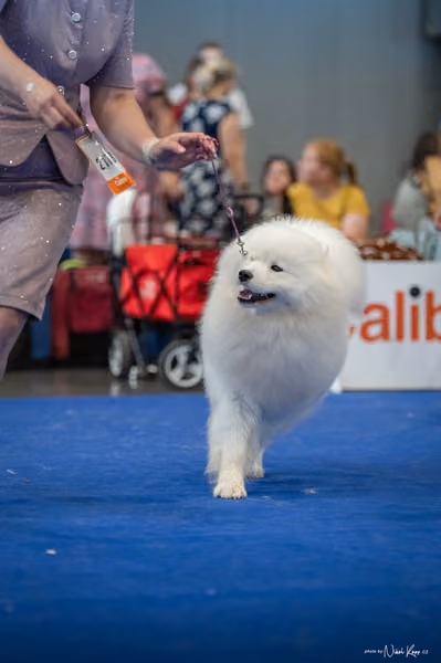 INTERCANIS Brno – Samojed