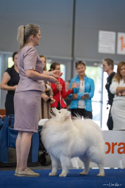 INTERCANIS Brno – Samojed