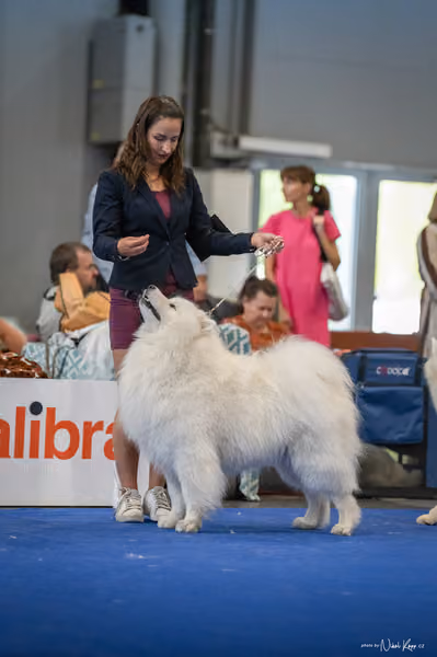 INTERCANIS Brno – Samojed
