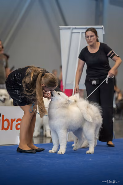 INTERCANIS Brno – Samojed
