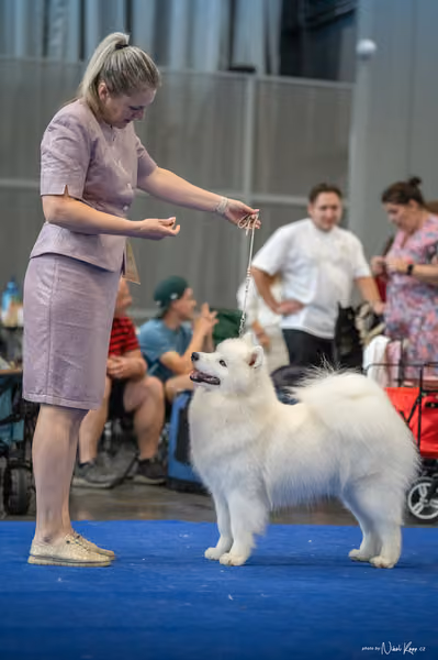 INTERCANIS Brno – Samojed