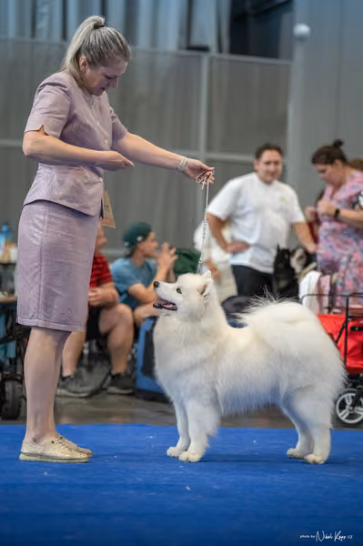INTERCANIS Brno – Samojed