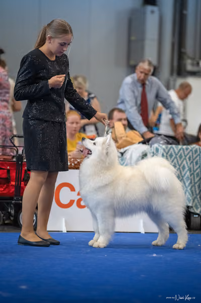 INTERCANIS Brno – Samojed