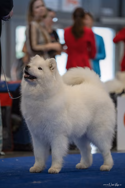 INTERCANIS Brno – Samojed