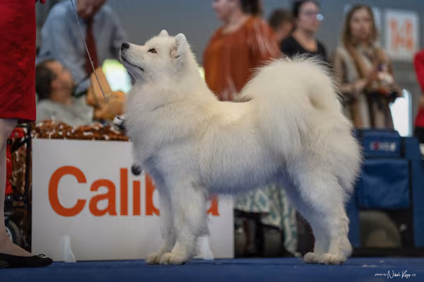 INTERCANIS Brno – Samojed
