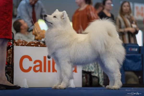 INTERCANIS Brno – Samojed