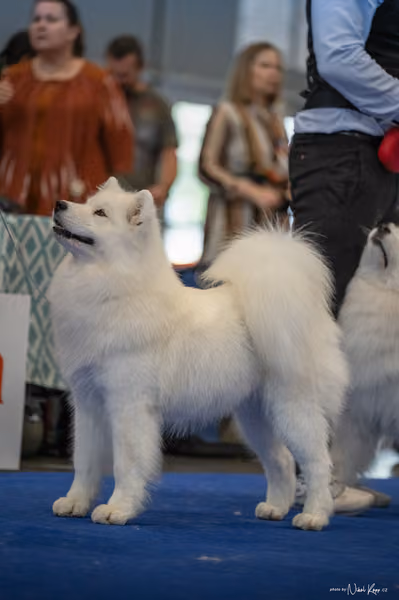INTERCANIS Brno – Samojed