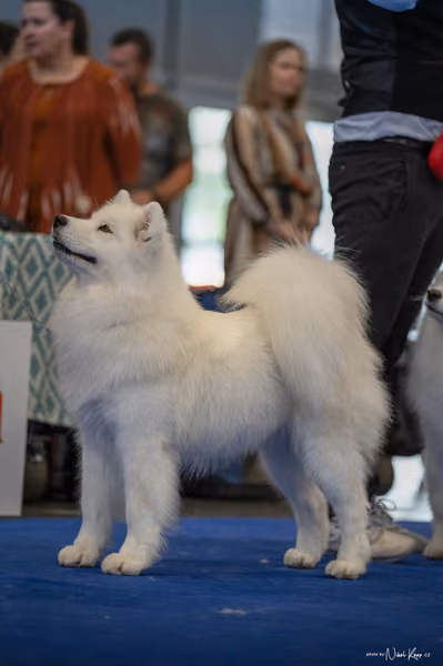 INTERCANIS Brno – Samojed