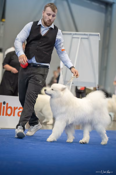 INTERCANIS Brno – Samojed