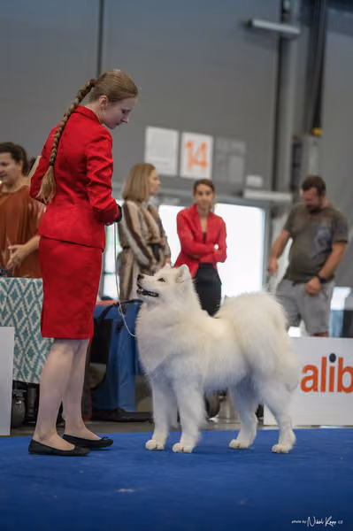INTERCANIS Brno – Samojed