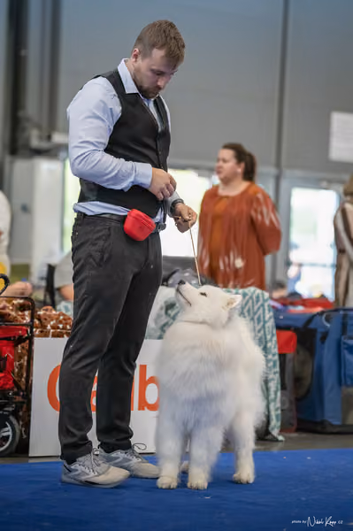 INTERCANIS Brno – Samojed